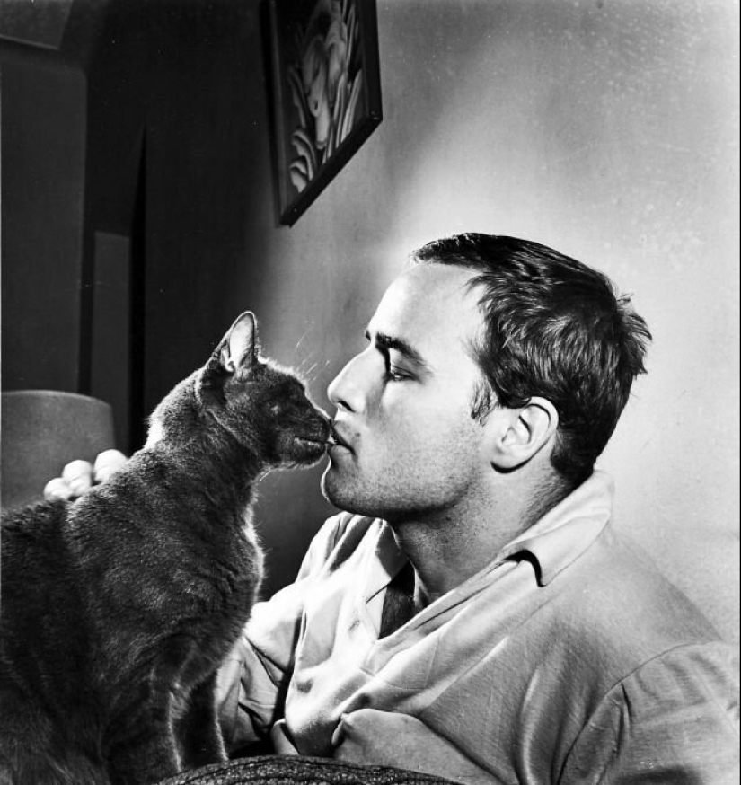 Famous cat lovers: famous personalities and their Pets