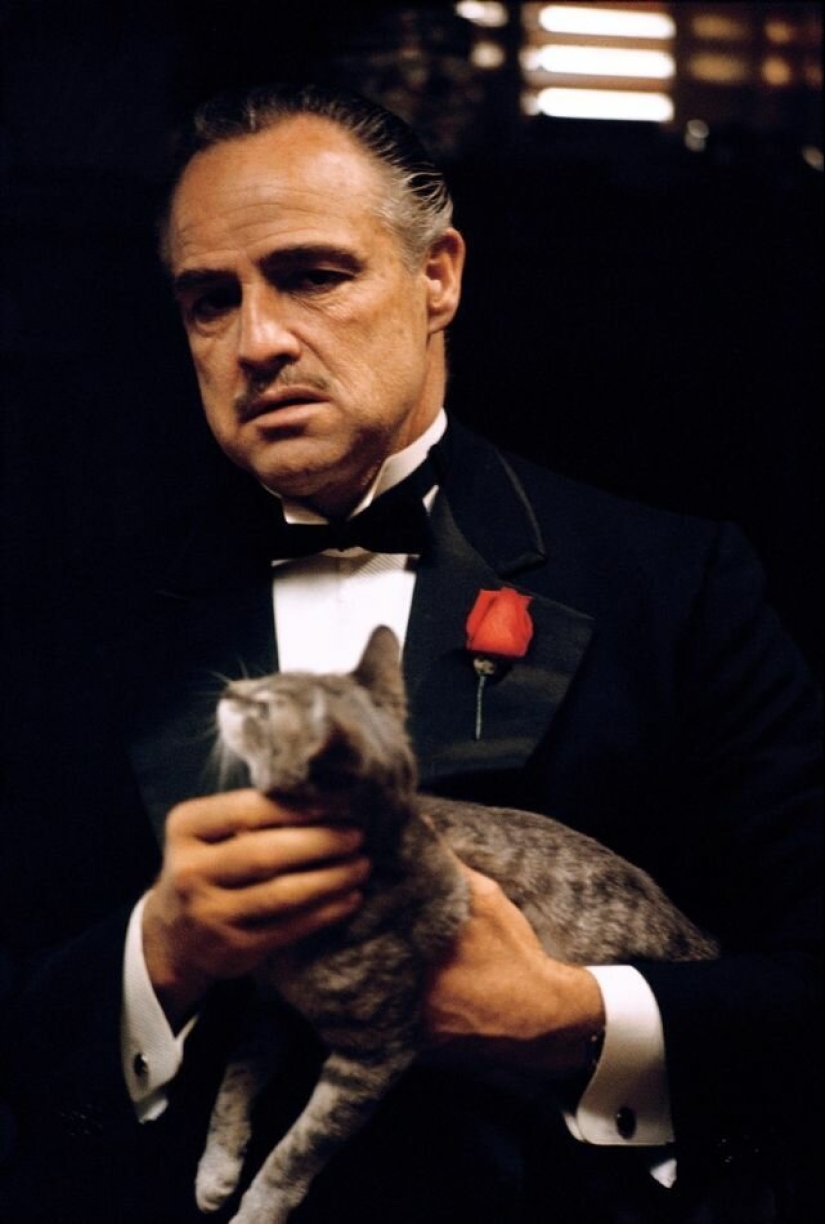 Famous cat lovers: famous personalities and their Pets