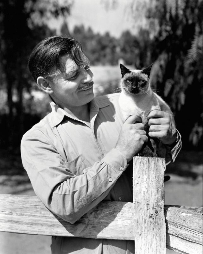 Famous cat lovers: famous personalities and their Pets