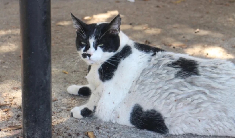 Fat Cat Becomes Official Landmark of Crete