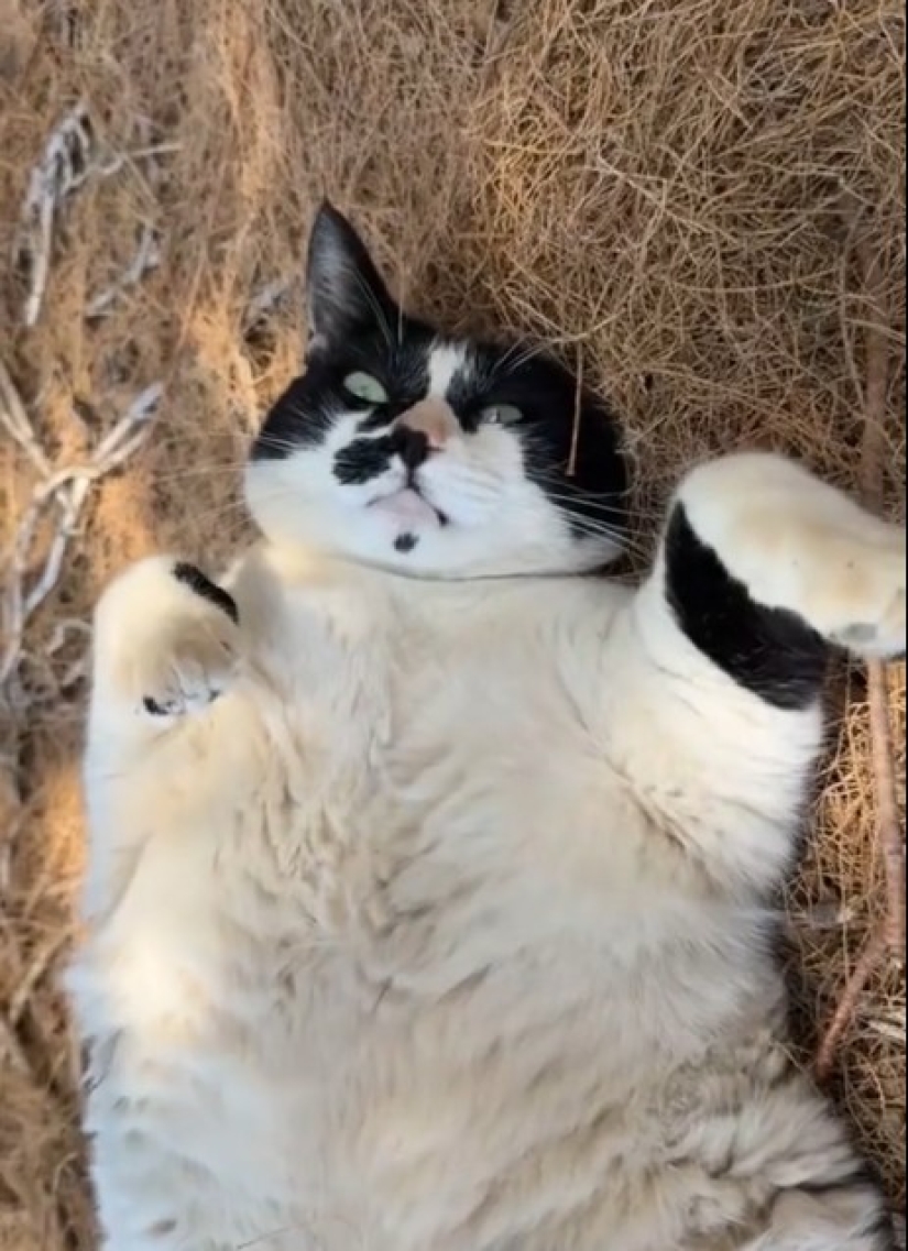 Fat Cat Becomes Official Landmark of Crete