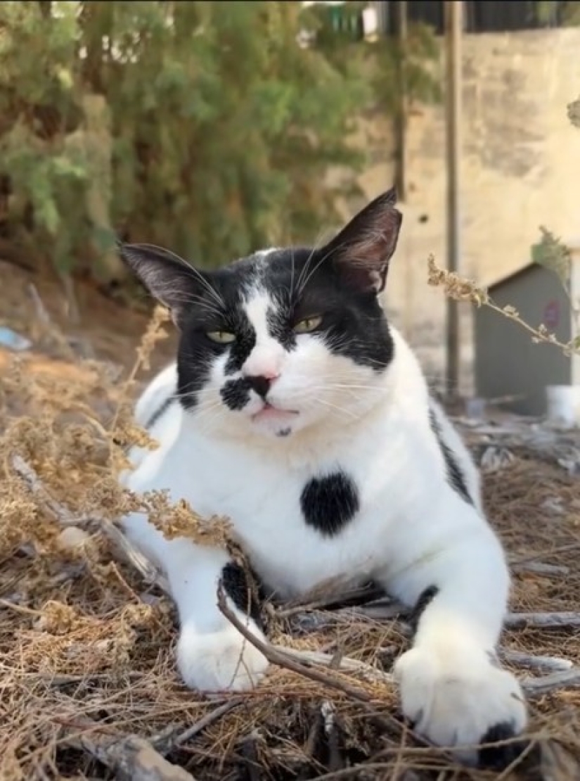 Fat Cat Becomes Official Landmark of Crete