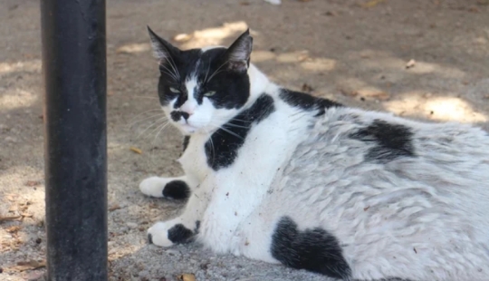 Fat Cat se convierte en un símbolo oficial de Creta Fat Cat se convierte en un símbolo oficial de Creta