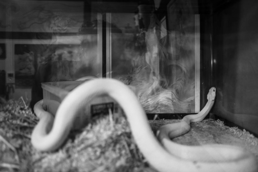 Favorite crime family the Yakuza: the way to the dream of Japanese master tattoo Horizen Favorite crime family the Yakuza: the way to the dream of Japanese master tattoo Horizen