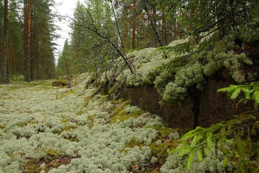 Ferrocarriles abandonados Ferrocarriles abandonados