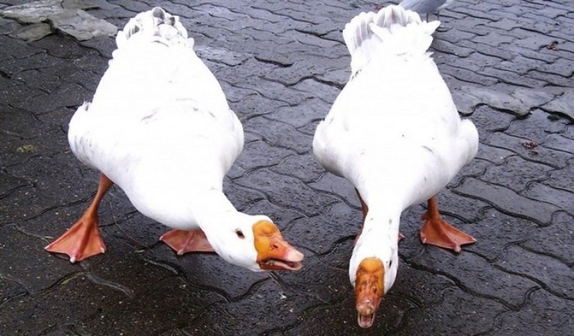 Fighting Geese, Homeless Cops, and 8 More Unconventional Methods of Fighting Crime