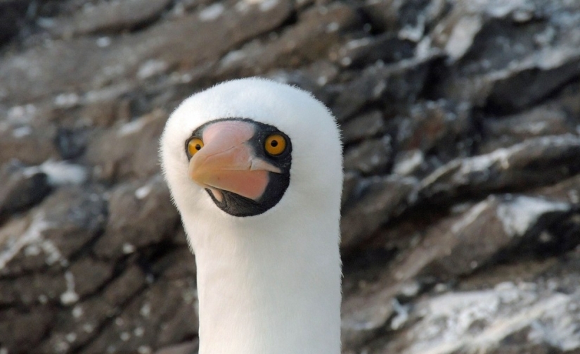 Finalistas del concurso "Fotos divertidas de vida silvestre"