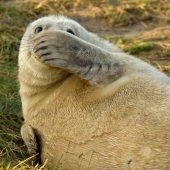 Finalists of the contest "Funny wildlife photos"