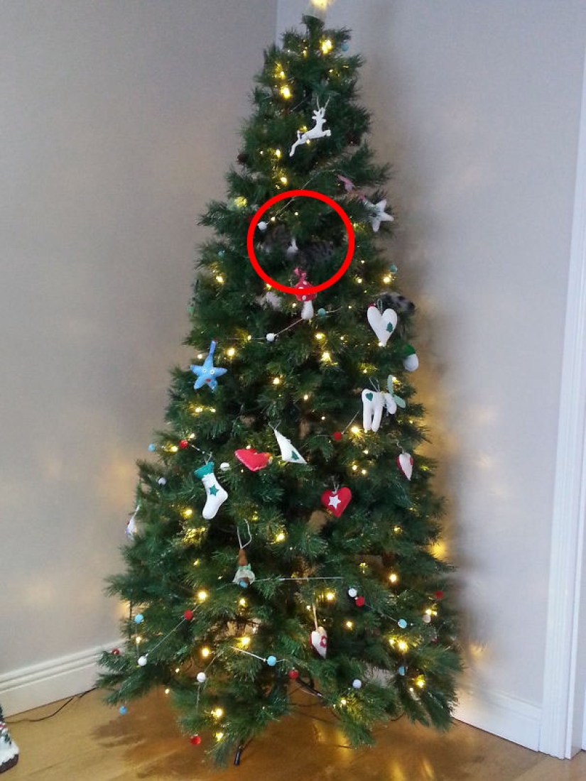 Find the cat: crafty baleen-striped, which are impossible to find in the photo Find the cat: crafty baleen-striped, which are impossible to find in the photo