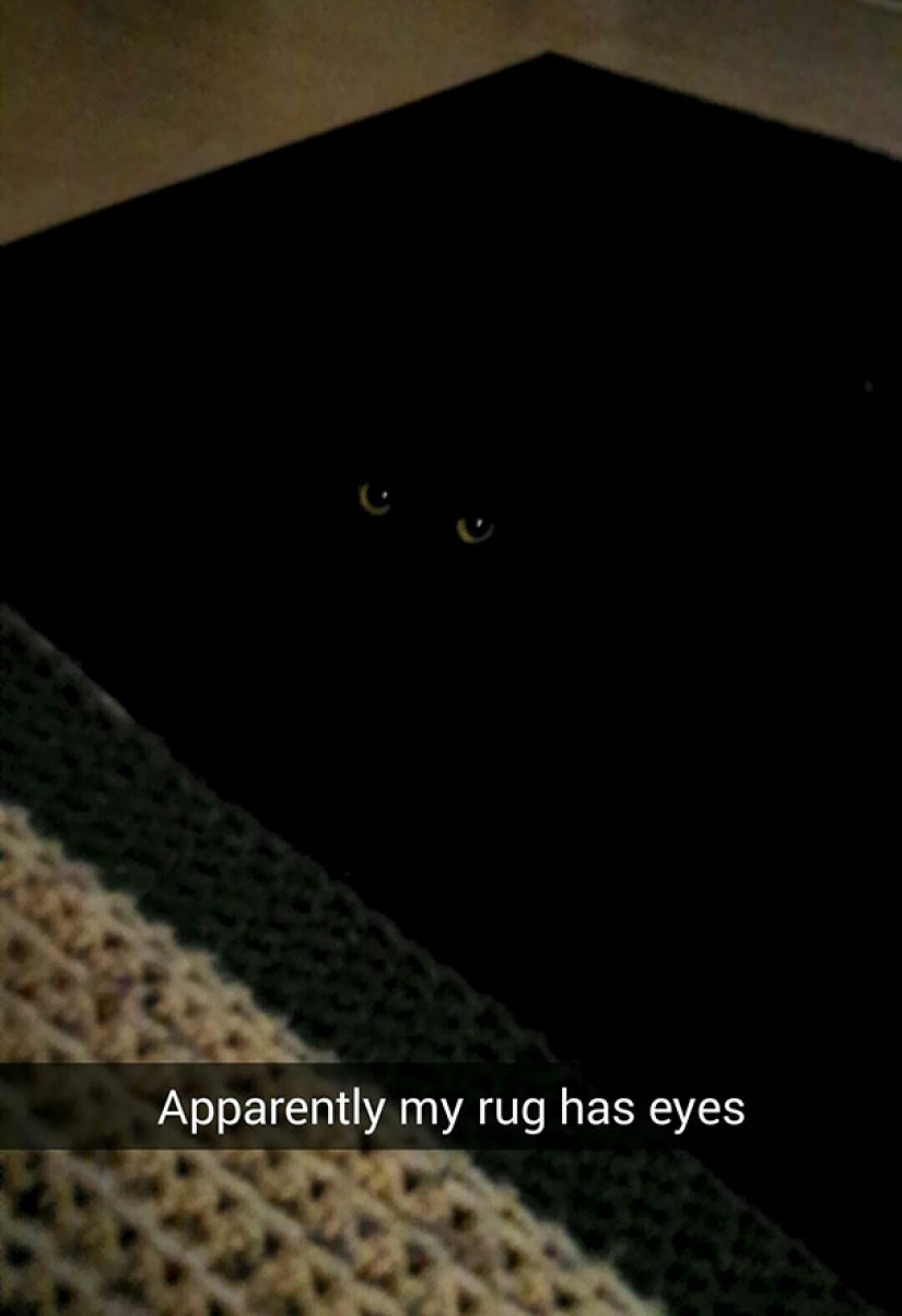 Find the cat: crafty baleen-striped, which are impossible to find in the photo Find the cat: crafty baleen-striped, which are impossible to find in the photo