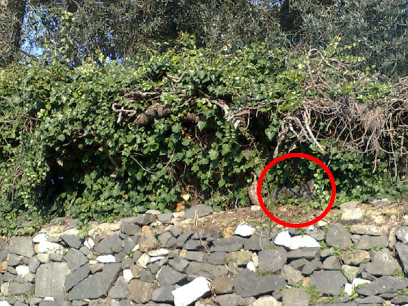 Find the cat: crafty baleen-striped, which are impossible to find in the photo Find the cat: crafty baleen-striped, which are impossible to find in the photo