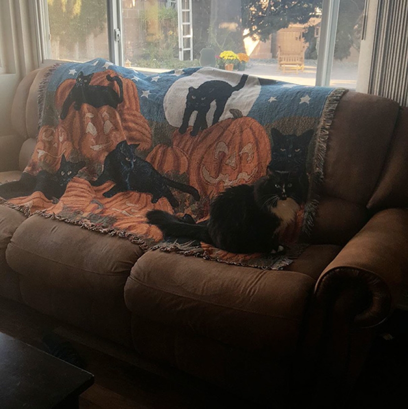 Find the cat: crafty baleen-striped, which are impossible to find in the photo Find the cat: crafty baleen-striped, which are impossible to find in the photo