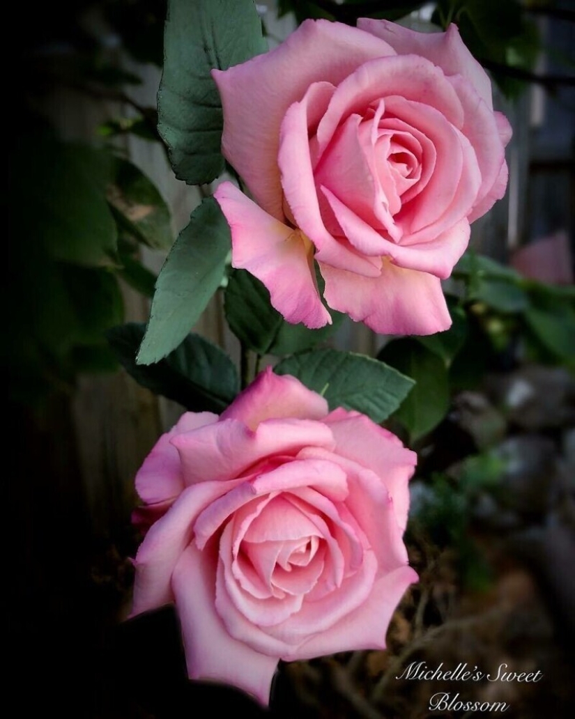 Flores de azúcar: 30 de la impresionante obra de Michelle Nguyen