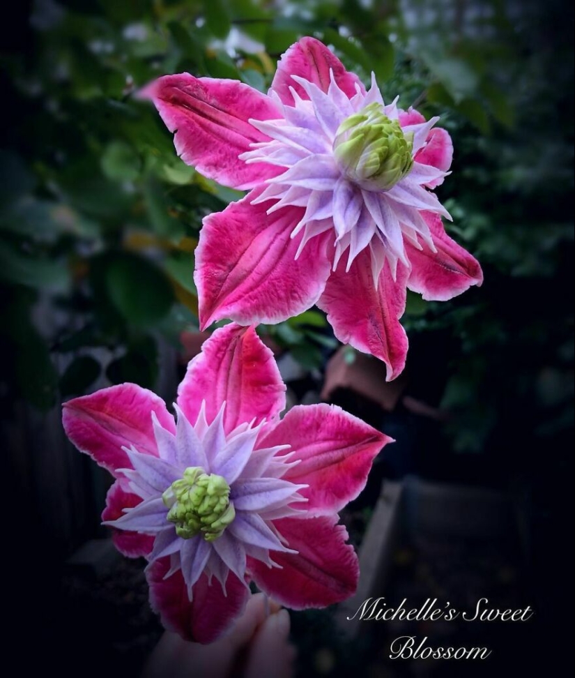 Flores de azúcar: 30 de la impresionante obra de Michelle Nguyen