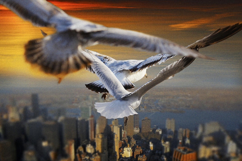 Flotando por encima de la tierra, como un pájaro Flotando por encima de la tierra, como un pájaro