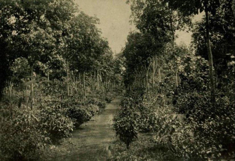 Fordlandia: how automaker Henry Ford built a “city of happiness” in the jungle