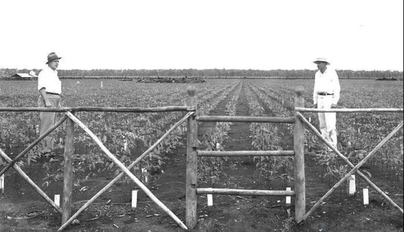 Fordlandia: how automaker Henry Ford built a “city of happiness” in the jungle