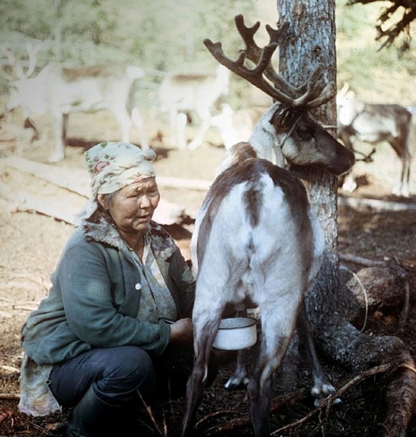 Forgotten delicacies return to the bosom of high Russian cuisine