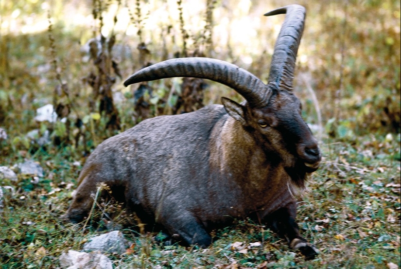 Forgotten delicacies return to the bosom of high Russian cuisine