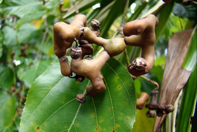 Forgotten delicacies return to the bosom of high Russian cuisine