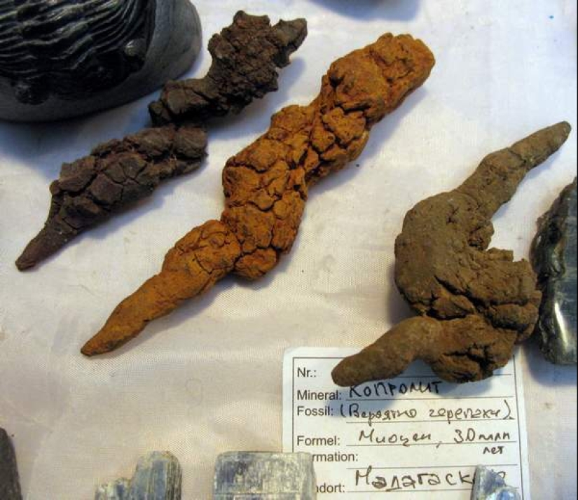 Fossil stool researchers: who are they and why our future is in their hands