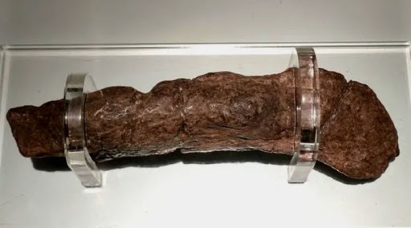 Fossil stool researchers: who are they and why our future is in their hands