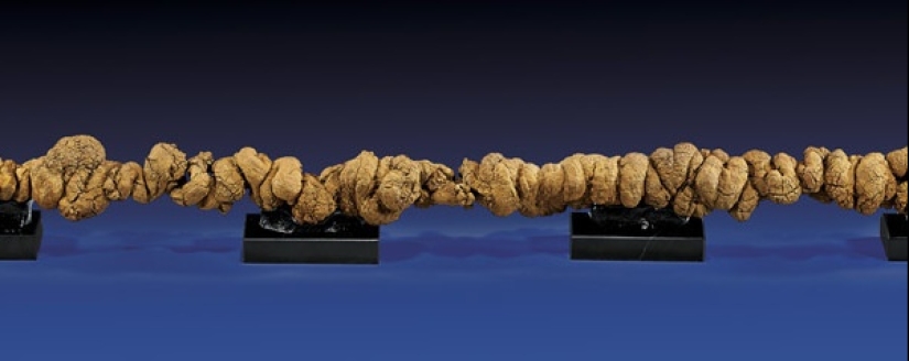 Fossil stool researchers: who are they and why our future is in their hands