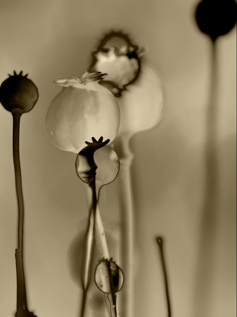 Fotografías oníricas de amapolas de Julie Wang