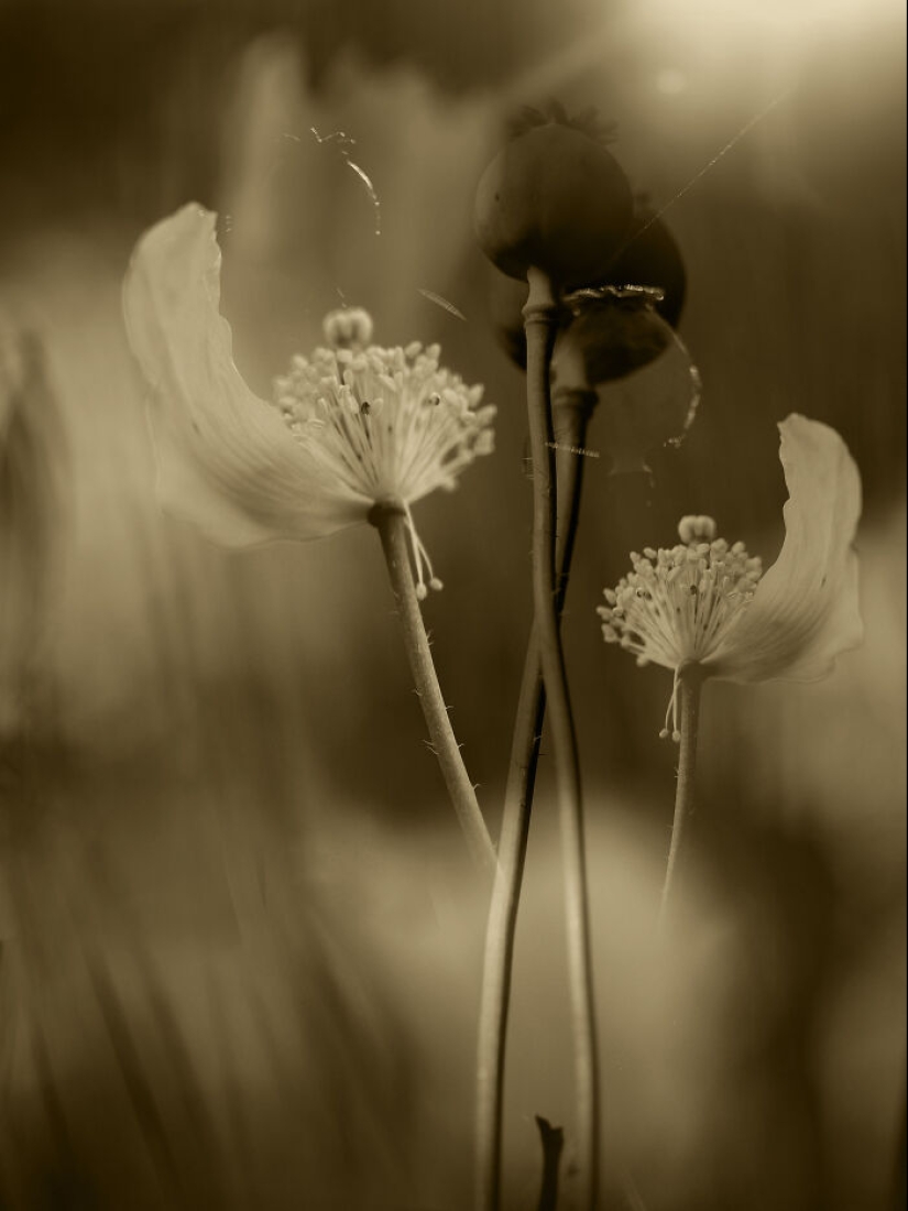 Fotografías oníricas de amapolas de Julie Wang