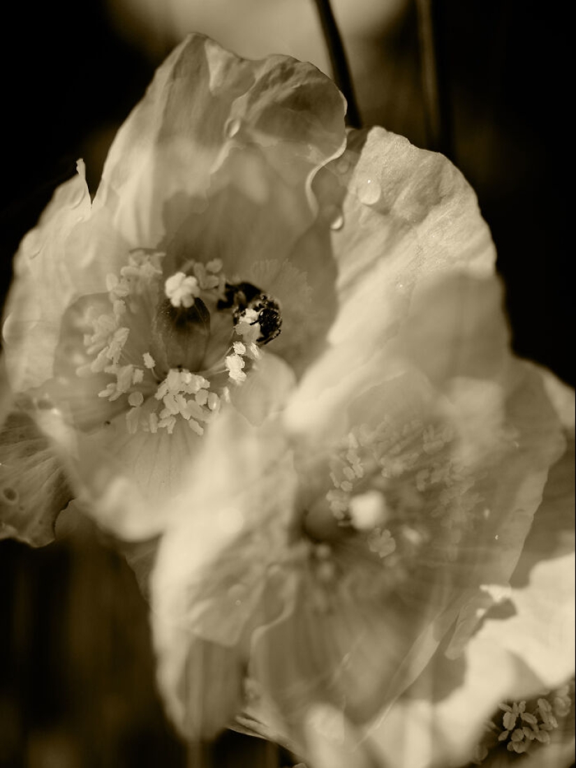 Fotografías oníricas de amapolas de Julie Wang
