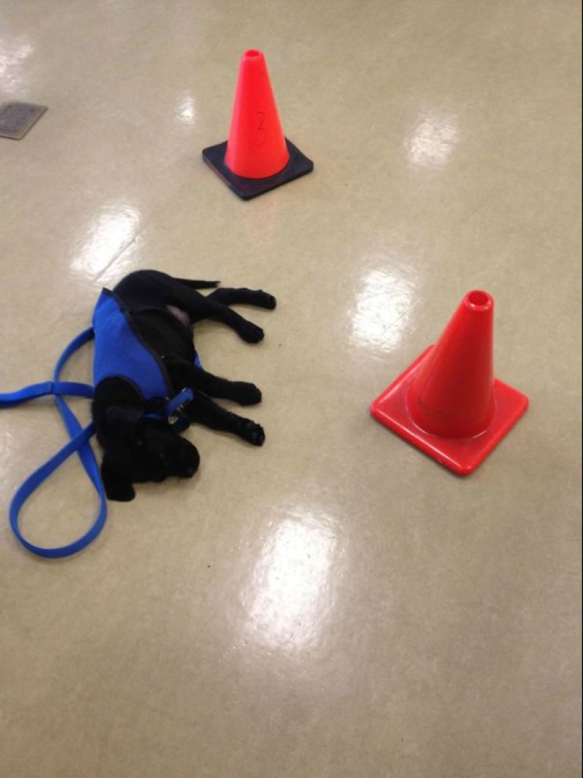 Fotos de cachorros en su primer día de servicio