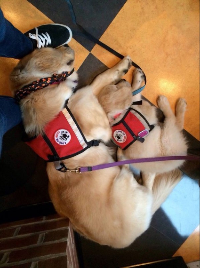 Fotos de cachorros en su primer día de servicio