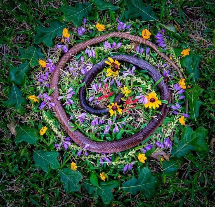 Fotos extraordinariamente hermosas y tristes de monumentos florales para animales muertos