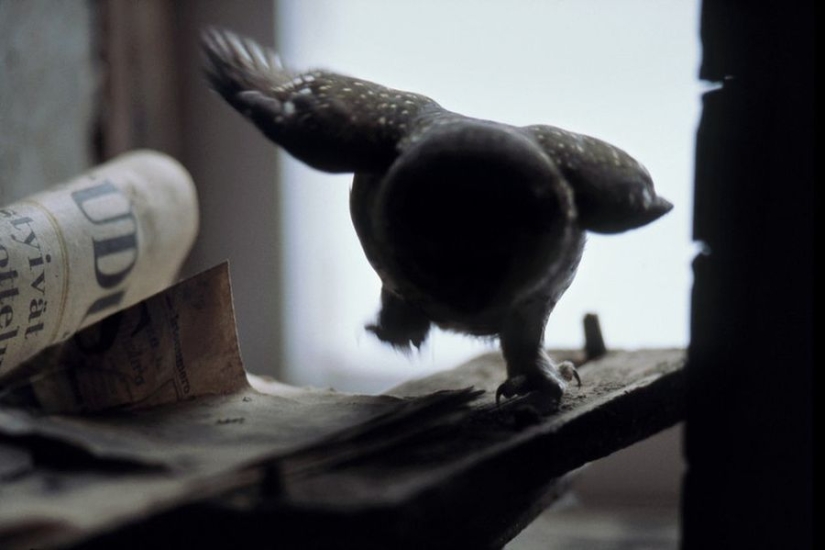 Fotos mágicas de casas abandonadas ocupadas por animales salvajes