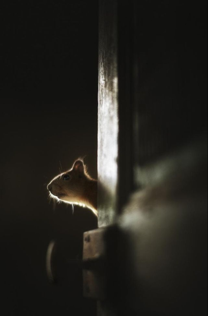 Fotos mágicas de casas abandonadas ocupadas por animales salvajes