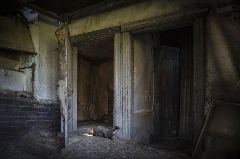 Fotos mágicas de casas abandonadas ocupadas por animales salvajes