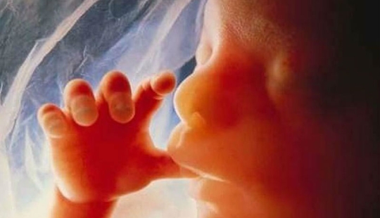 Fotos únicas: la vida de una niña antes de nacer