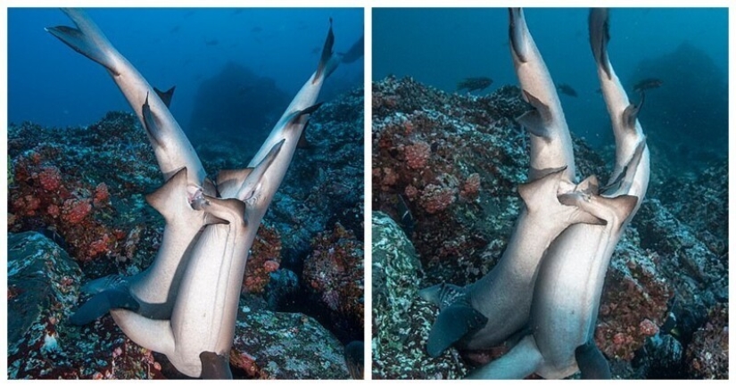Fotos raras de tiburones teniendo sexo Fotos raras de tiburones teniendo sexo