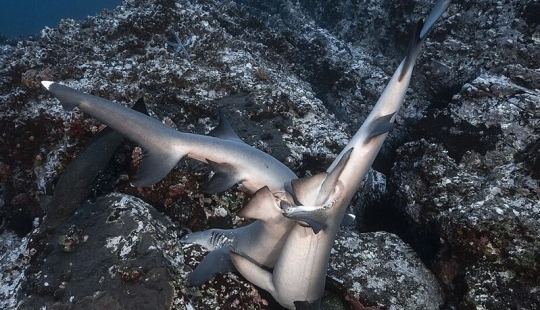 Fotos raras de tiburones teniendo sexo Fotos raras de tiburones teniendo sexo