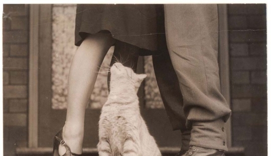 Fotos retro de animales Fotos retro de animales