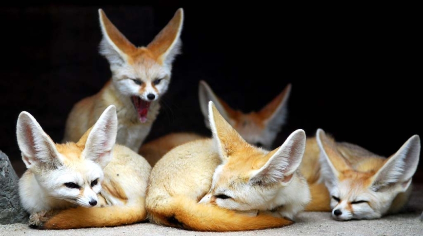 Fox fenek Fox fenek