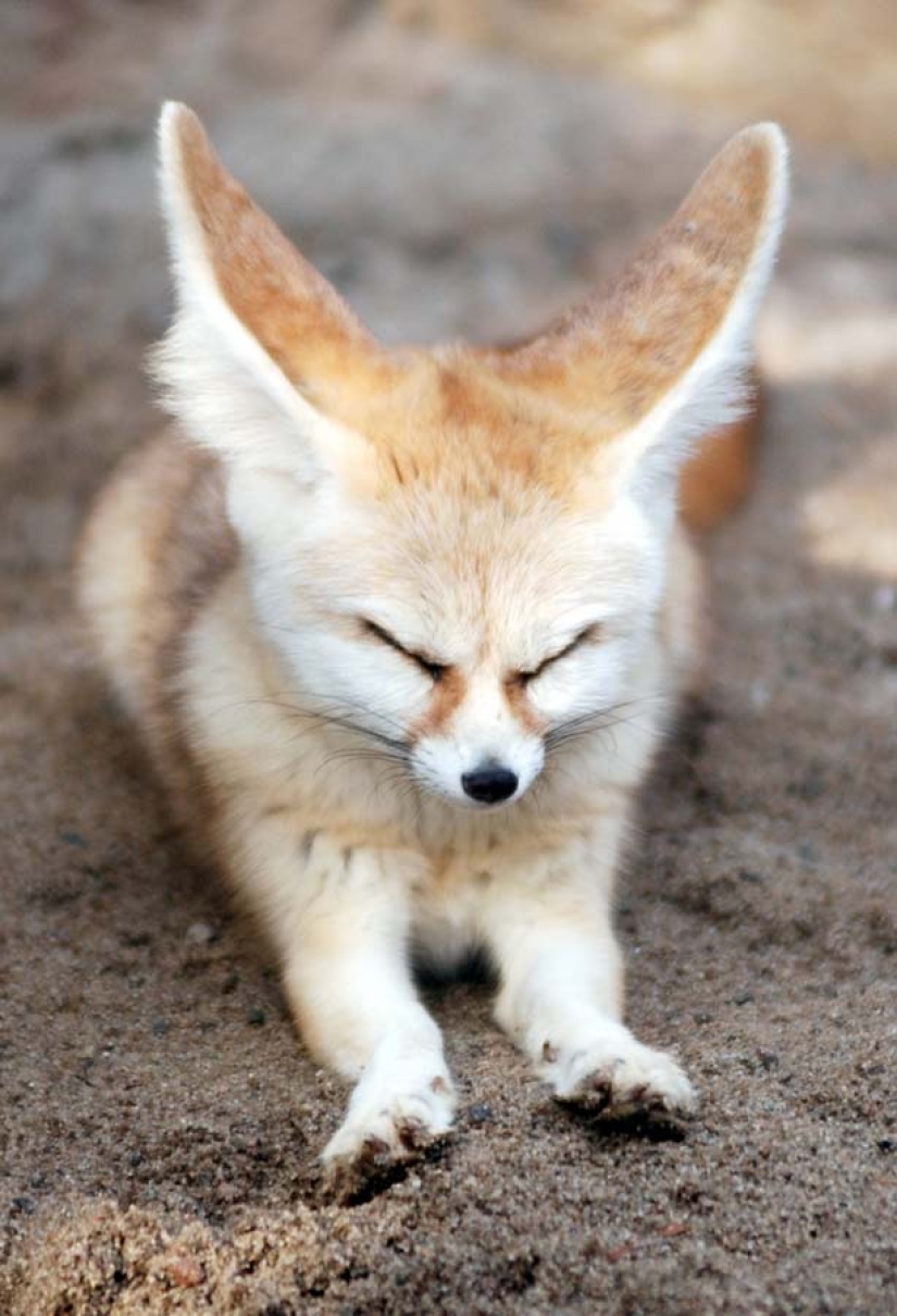 Fox fenek Fox fenek