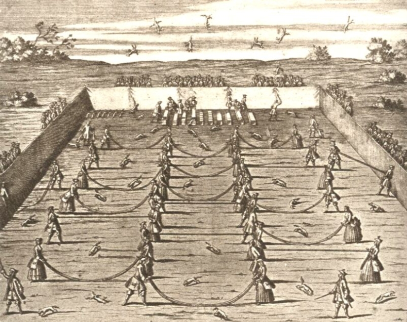 Fox throwing is a cruel German sport, fortunately completely forgotten