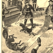 Fox throwing is a cruel German sport, fortunately completely forgotten