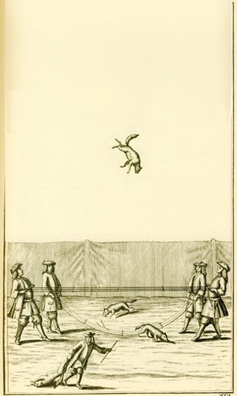 Fox throwing is a cruel German sport, fortunately completely forgotten
