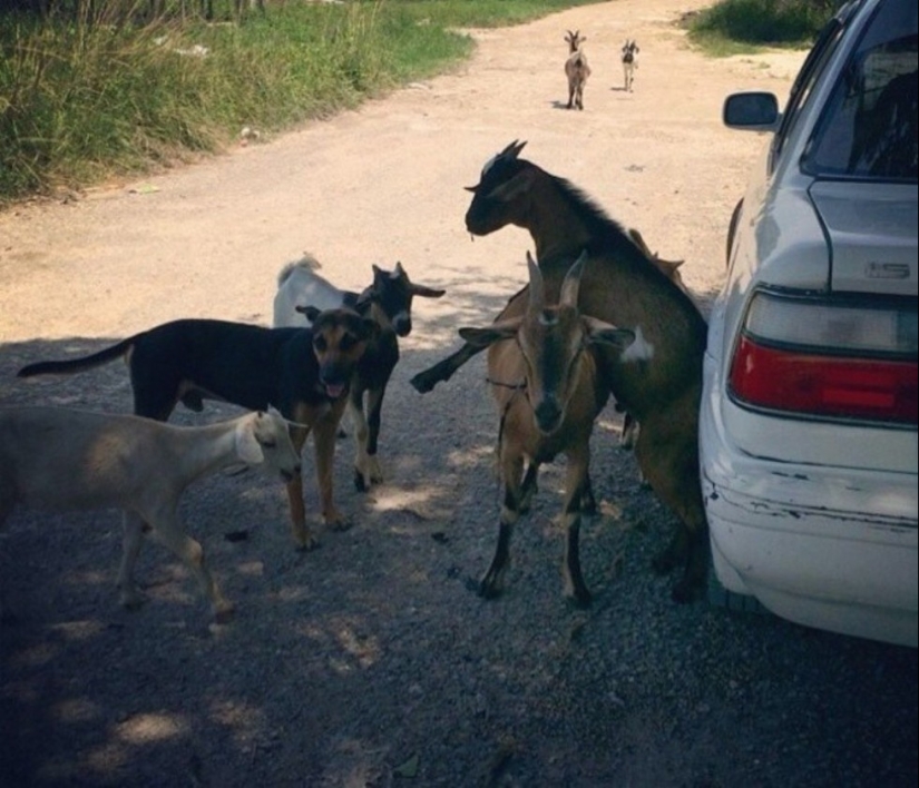 Friend among Foes, Friend among Foes: 18 Great cases of Disguise Friend among Foes, Friend among Foes: 18 Great cases of Disguise