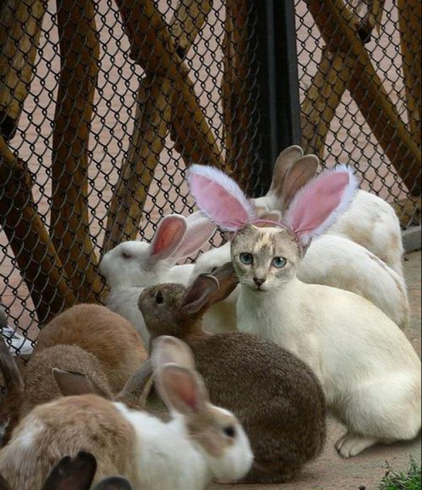 Friend among Foes, Friend among Foes: 18 Great cases of Disguise Friend among Foes, Friend among Foes: 18 Great cases of Disguise