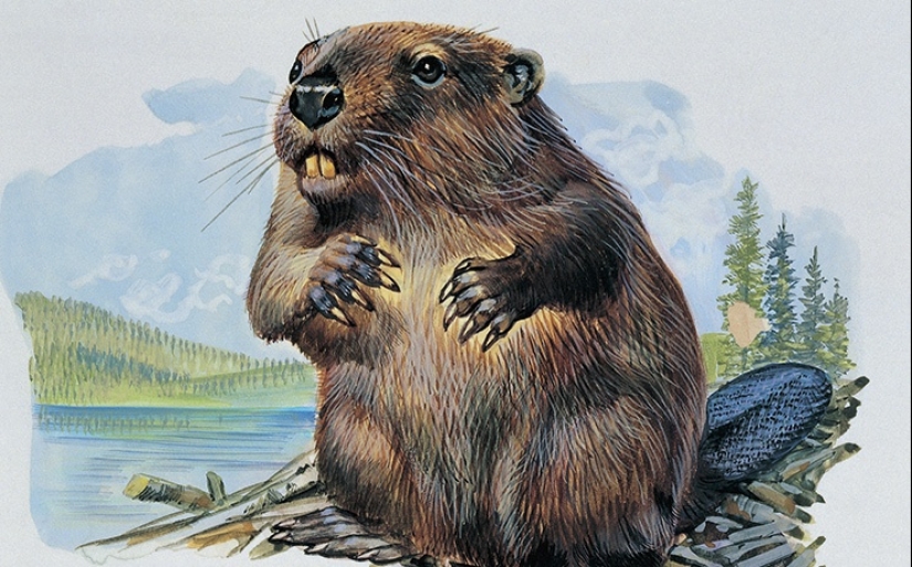 From Cola to beaver testicles: 9 of the strangest contraceptive methods from the past