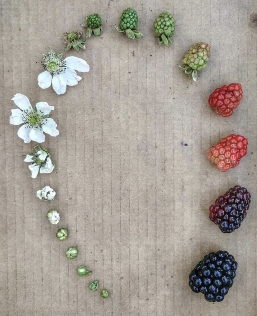 From flower to berries: how is the life cycle of plants
