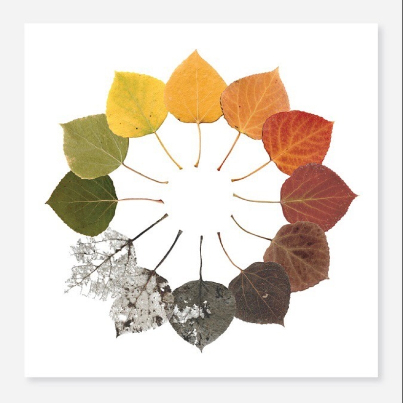 From flower to berries: how is the life cycle of plants